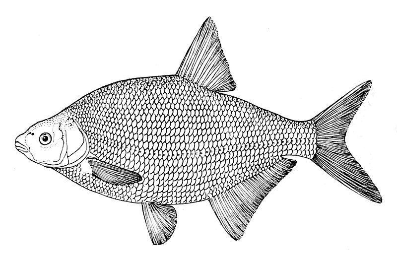 Common bream (Abramis brama)