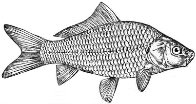 Common carp (Cyprinus carpio)