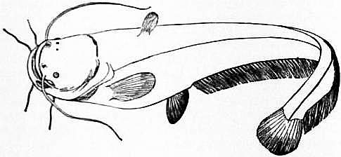 Wels catfish (Silurus glanis)