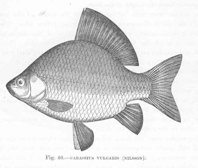 Crucian carp (Carassius carassius)