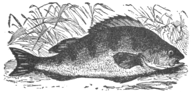 European perch (Perca fluviatilis)