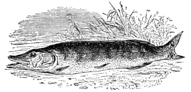 Northern pike (Esox lucius)