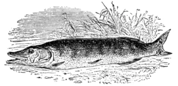 Щука (Esox lucius)