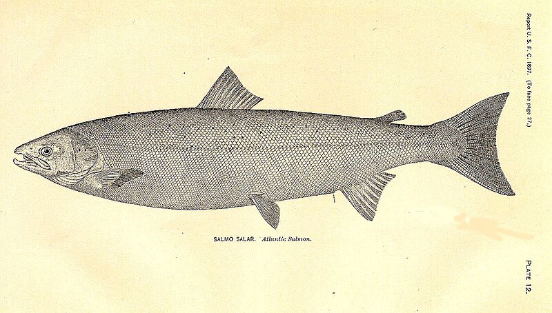 Atlantic salmon (Salmo salar)