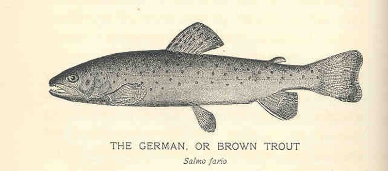 Brown trout (Salmo trutta)