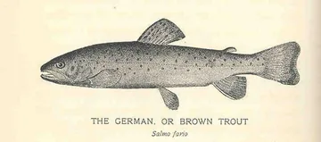 Форель струмкова (Salmo trutta)