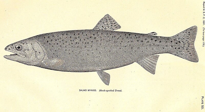 Rainbow trout (Oncorhynchus mykiss)