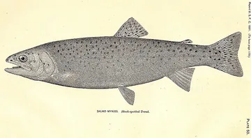 Форель веселкова (Oncorhynchus mykiss)