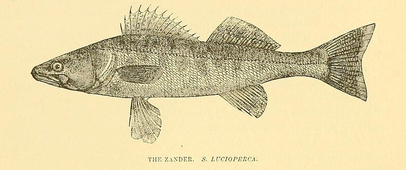Zander (Sander lucioperca)